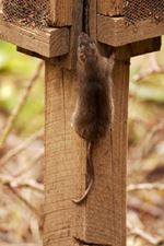 Ratten kunnen goed klimmen